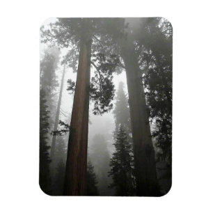 Giant Sequoia Träd i Fog, CA Magnet