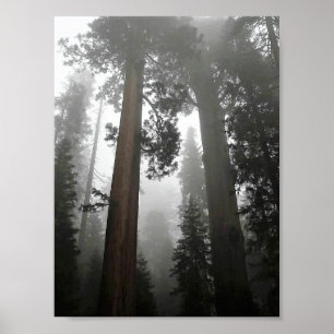 Giant Sequoia Träd i Fog, CA Poster