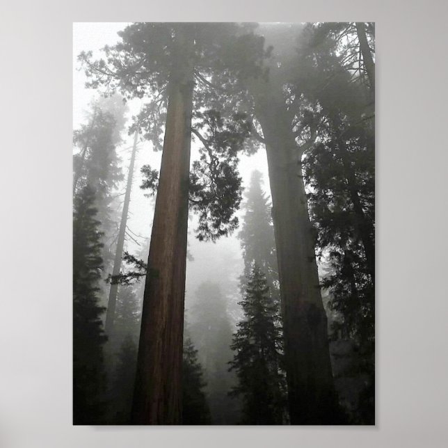 Giant Sequoia Träd i Fog, CA Poster (Framsidan)