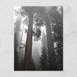 Giant Sequoia Träd i Fog, CA Vykort
