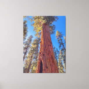 Giant Sequoia Träd i Forest Canvastryck
