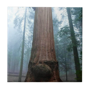 Giant Sequoia Träd in Grant Grove, CA Kakelplatta