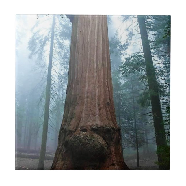 Giant Sequoia Träd in Grant Grove, CA Kakelplatta (Framsidan)