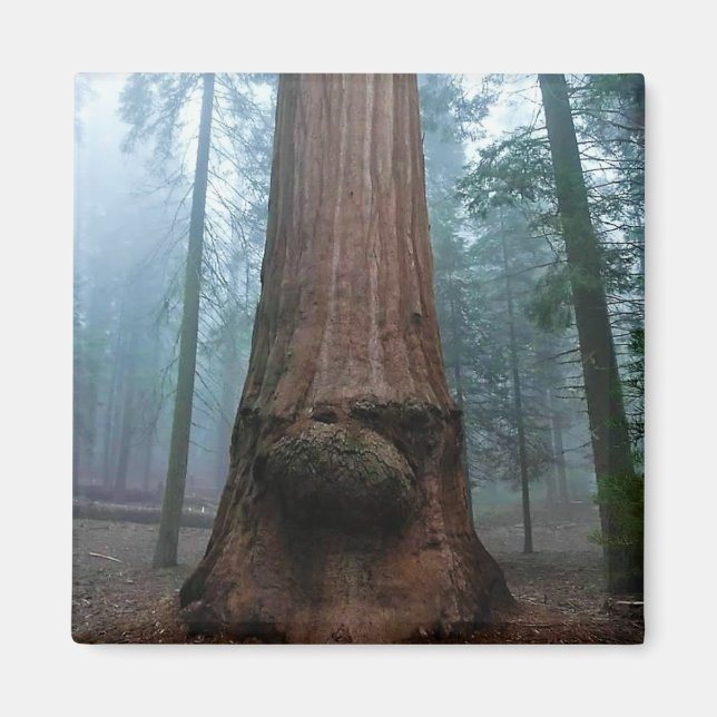 Giant Sequoia Träd in Grant Grove, CA Magnet (Framsidan)
