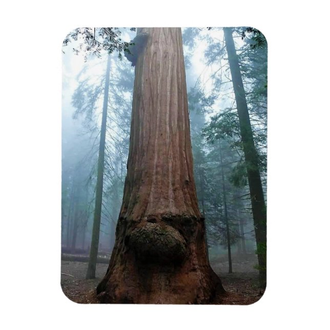 Giant Sequoia Träd in Grant Grove, CA Magnet (Vertikal)