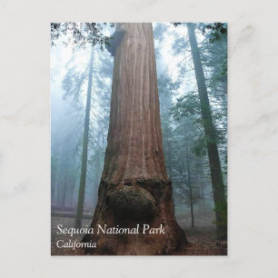 Giant Sequoia Träd in Grant Grove, CA Postcard Vykort