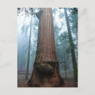Giant Sequoia Träd in Grant Grove, CA Vykort