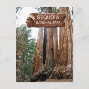 Giant Sequoia träd, Sequoia National Park, CA Vykort