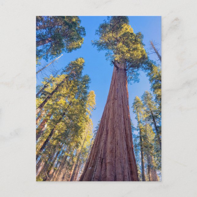 Giant Sequoia Träd under Sol Vykort (Framsida)