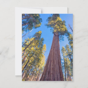 Giant Sequoia Träd under Sol Vykort