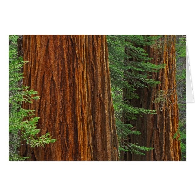 Giant Sequoia trunks in forest, Yosemite Hälsningskort (Framsidan Horizontal)