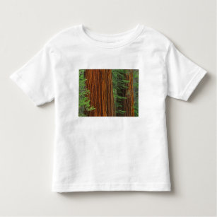 Giant Sequoia trunks in forest, Yosemite T Shirt