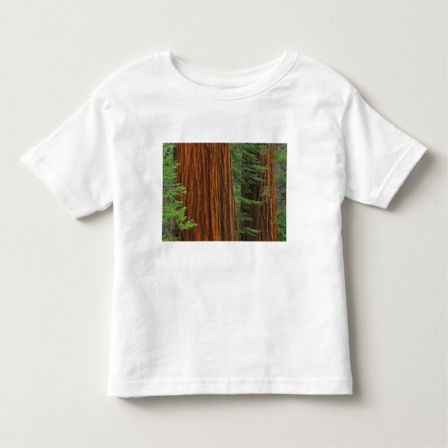 Giant Sequoia trunks in forest, Yosemite T Shirt (Framsida)