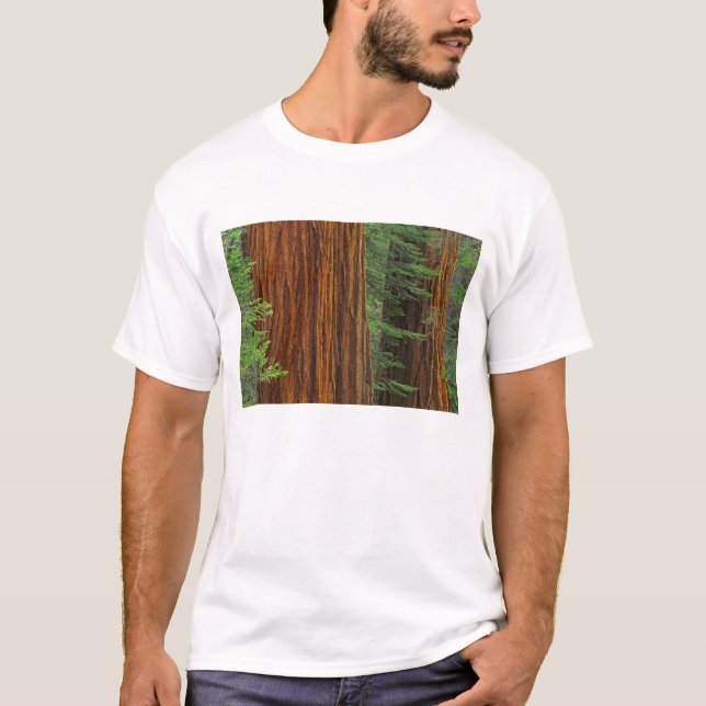 Giant Sequoia trunks in forest, Yosemite Tee Shirt (Framsida)