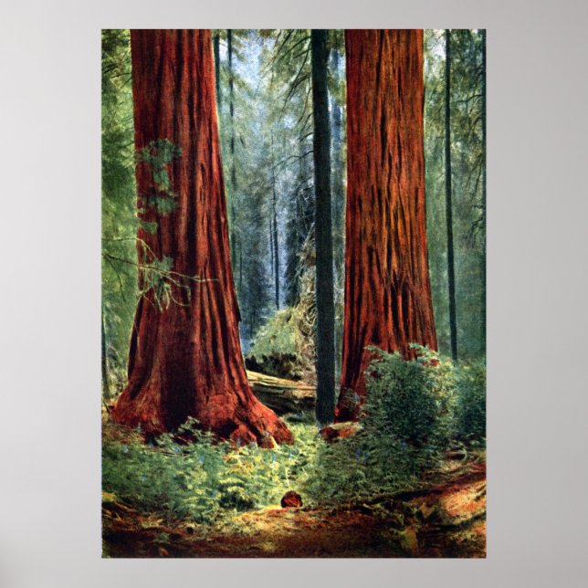 Giant Sequoia Trunks Poster (Framsidan)
