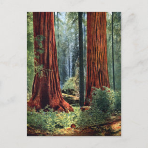 Giant Sequoia Trunks Vykort