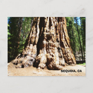 Giant Sequoia-vykort! Vykort