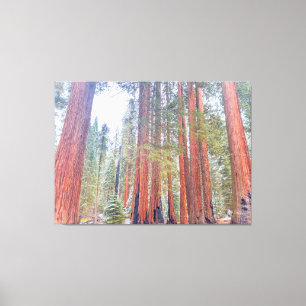 Giant Sequoias Canvastryck