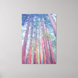 Giant Sequoias Canvastryck