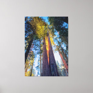 Giant Sequoias Canvastryck