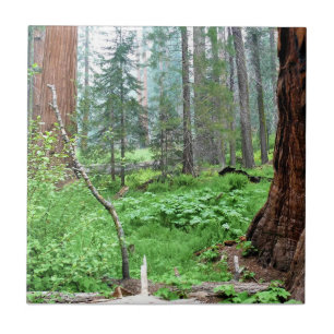 Giant Sequoias in Grant Grove, CA Kakelplatta