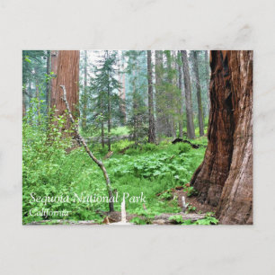 Giant Sequoias in Grant Grove, CA Postcard Vykort