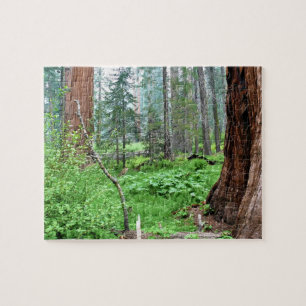 Giant Sequoias in Grant Grove, CA Pussel