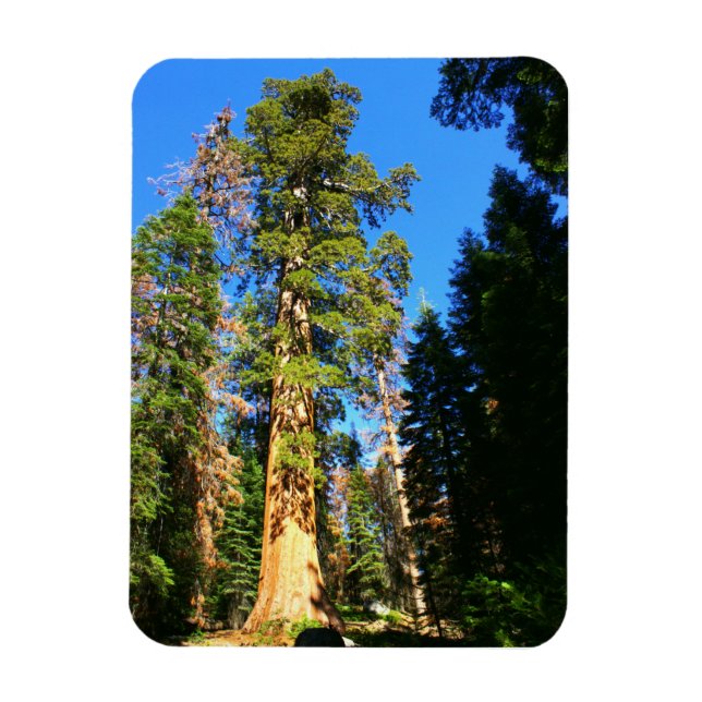 Giant Sequoias nationalmonument Magnet (Vertikal)