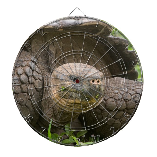Giant sköldpadda darttavla (Framsidan)