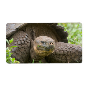 Giant sköldpadda fraktsedel