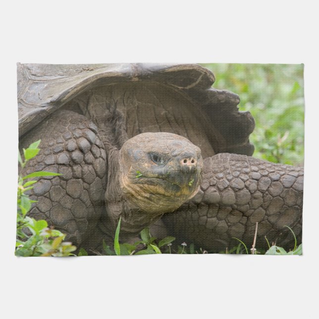 Giant sköldpadda kökshandduk (Horisontell)