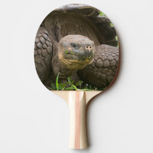 Giant sköldpadda pingisracket