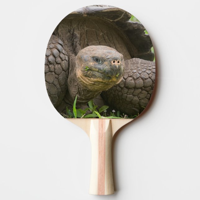 Giant sköldpadda pingisracket (Baksidan)