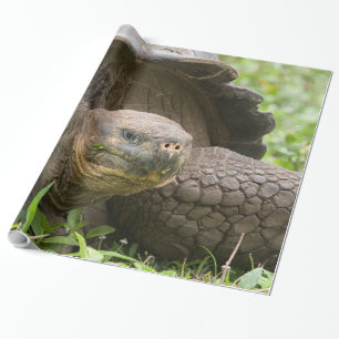 Giant sköldpadda presentpapper