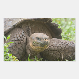 Giant sköldpadda rektangulärt klistermärke