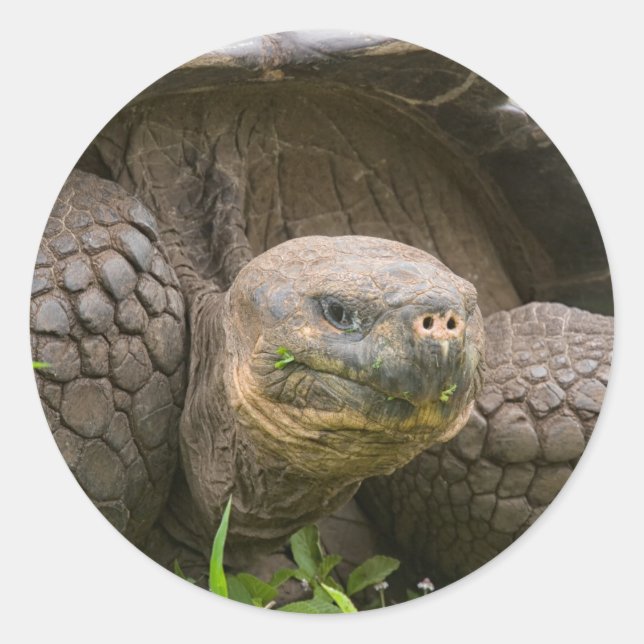 Giant sköldpadda runt klistermärke (Framsida)