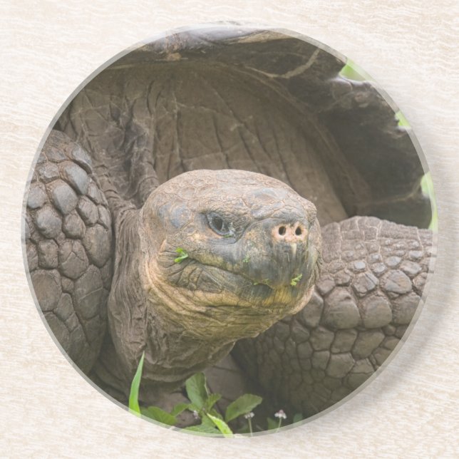 Giant sköldpadda underlägg (Framsidan)