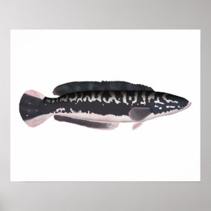 Giant Snakehead Poster