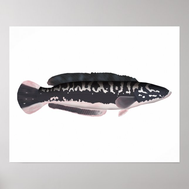 Giant Snakehead Poster (Framsidan)