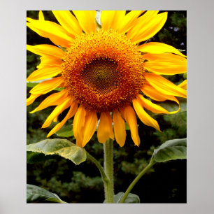 Giant Solros, gult blomma Poster