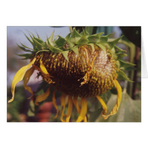 Giant Solrosfrösådd (Dying Fall Greeting Card) Hälsningskort