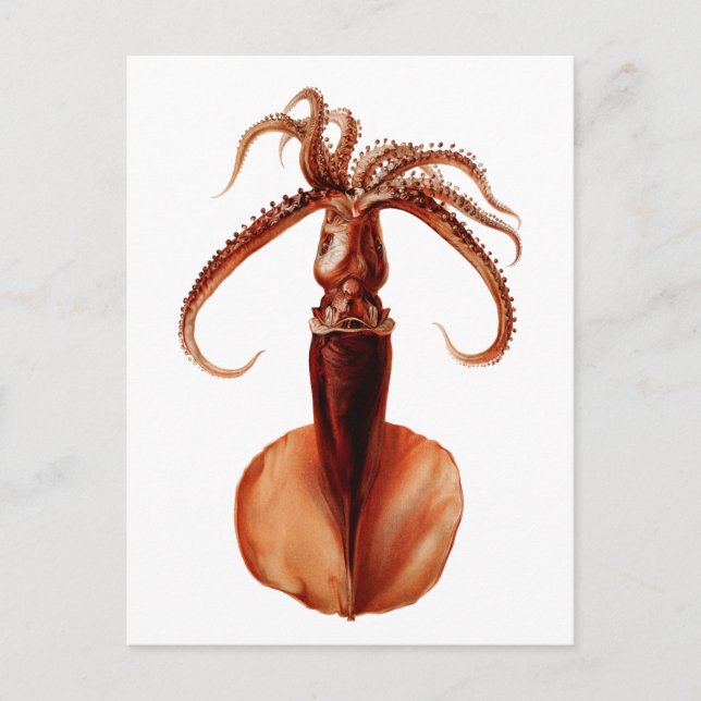 Giant Squid Vykort (Framsida)