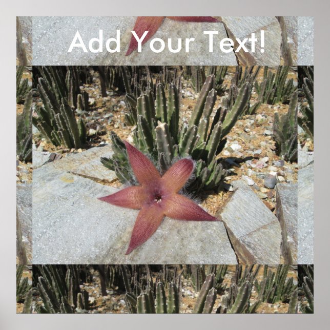Giant Starfish Cactus Poster (Framsidan)