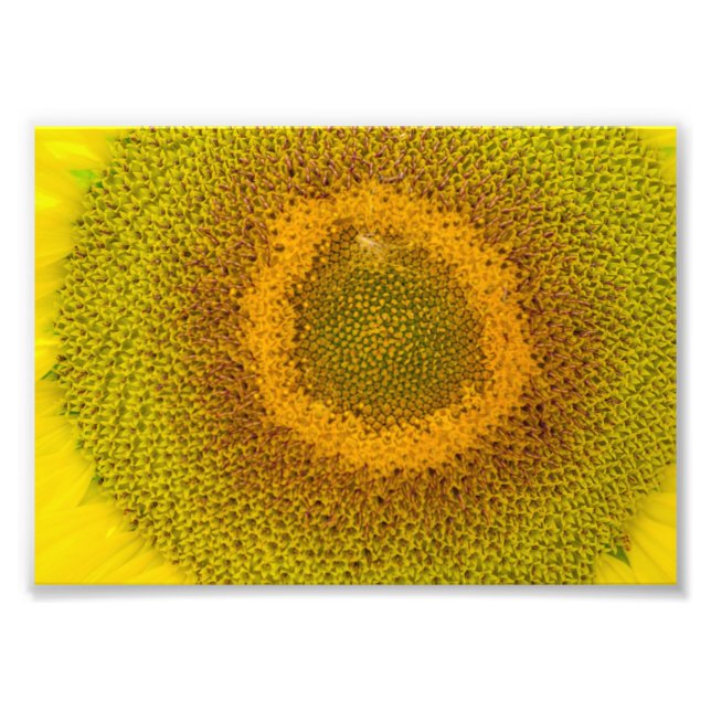 Giant Sunblomma Fototryck (Framsidan)