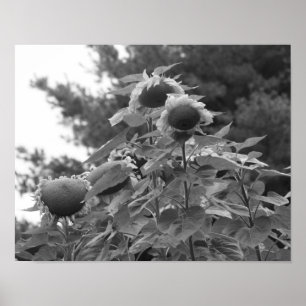 Giant Sunblommor Blommigt Black and White Poster