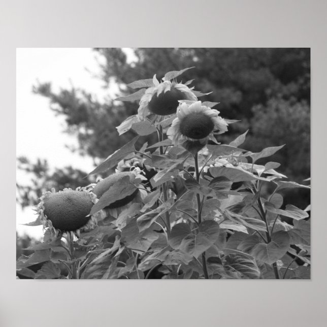 Giant Sunblommor Blommigt Black and White Poster (Framsidan)
