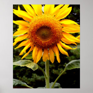 Giant Sunblommor, gult blommigt Poster
