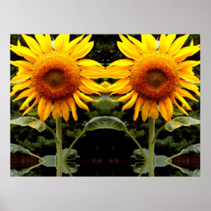 Giant Sunblommor, gult blommigt Poster