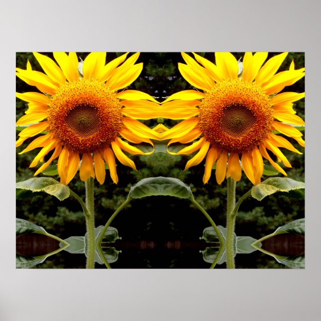 Giant Sunblommor, gult blommigt Poster (Framsidan)