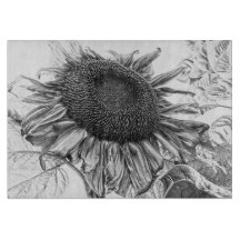 Giant Sunblommor Vintage Black and White Art Art